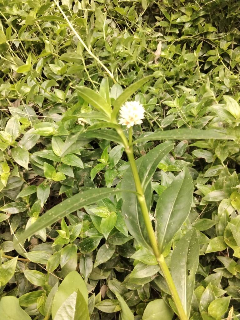 Alligatorweed from South Granville NSW 2142, Australia on January 8