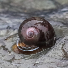 Margarites helicinus