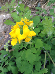 Chelidonium asiaticum