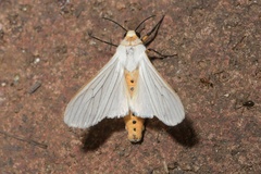 Ustjuzhania lineata