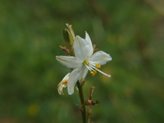 Trihesperus glaucus