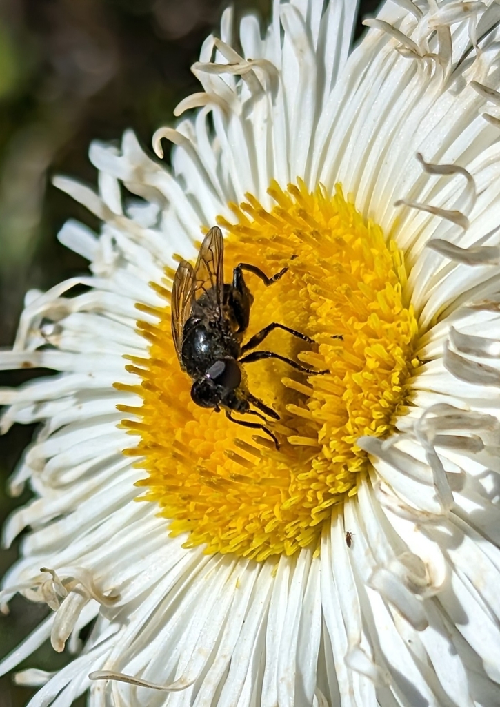 Helophilus montanus