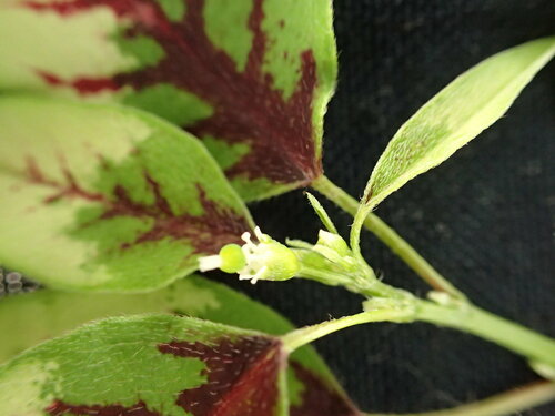 Euphorbia graminea