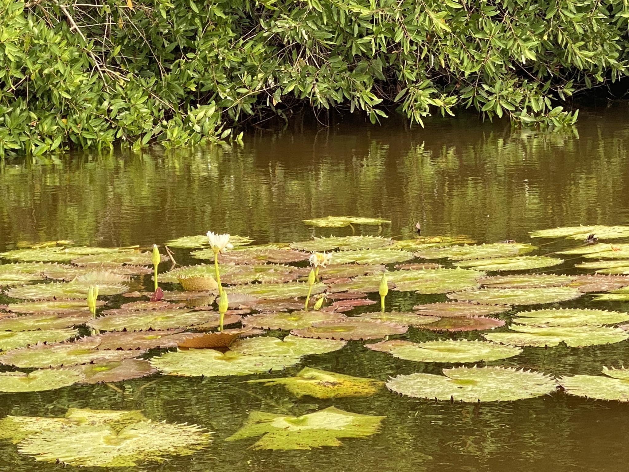Imagem de Lótus-azul