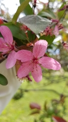 Malus spectabilis