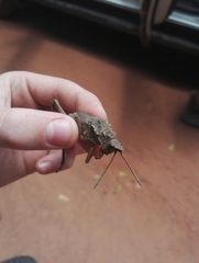 Loveridgacris impotens