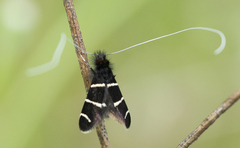 Adela trigrapha