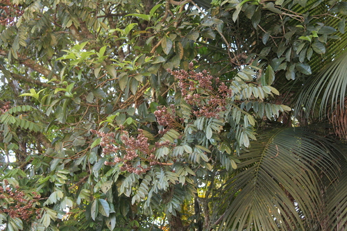 Image of Andira fraxinifolia by no rights reserved