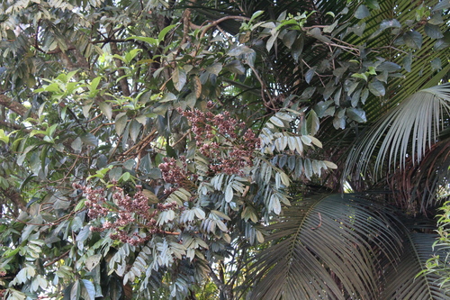 Image of Andira fraxinifolia by no rights reserved