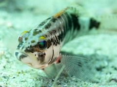 Serranus psittacinus