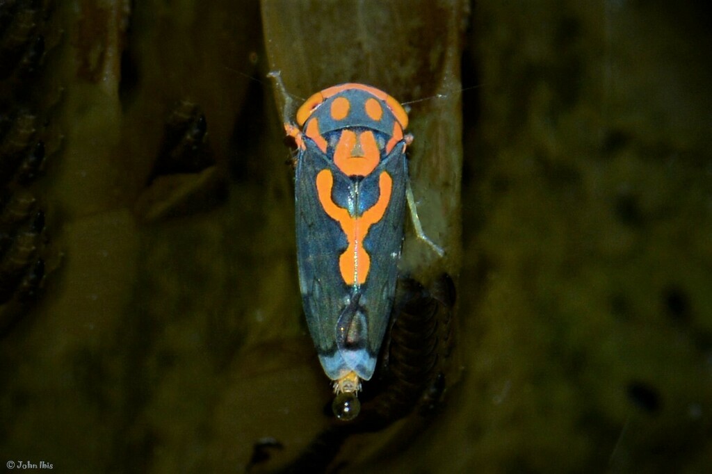 Yinformibus