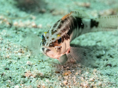 Serranus psittacinus