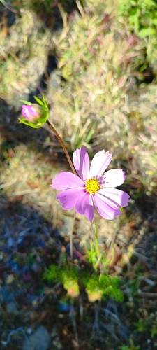 Foto de Margarida-dos-jardins