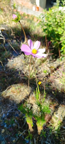 Foto de Margarida-dos-jardins