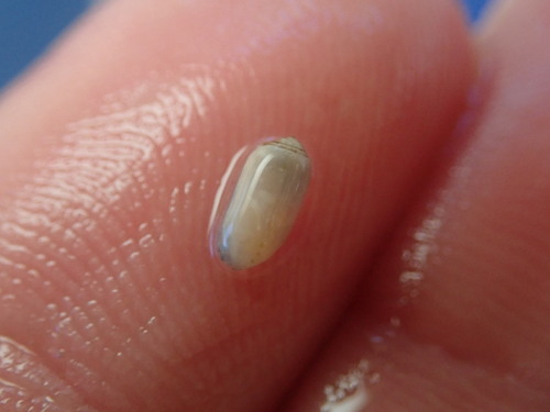 Acteocina inculta observed 2024-01-07