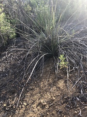 Hesperoyucca whipplei