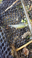 Palaemon kadiakensis