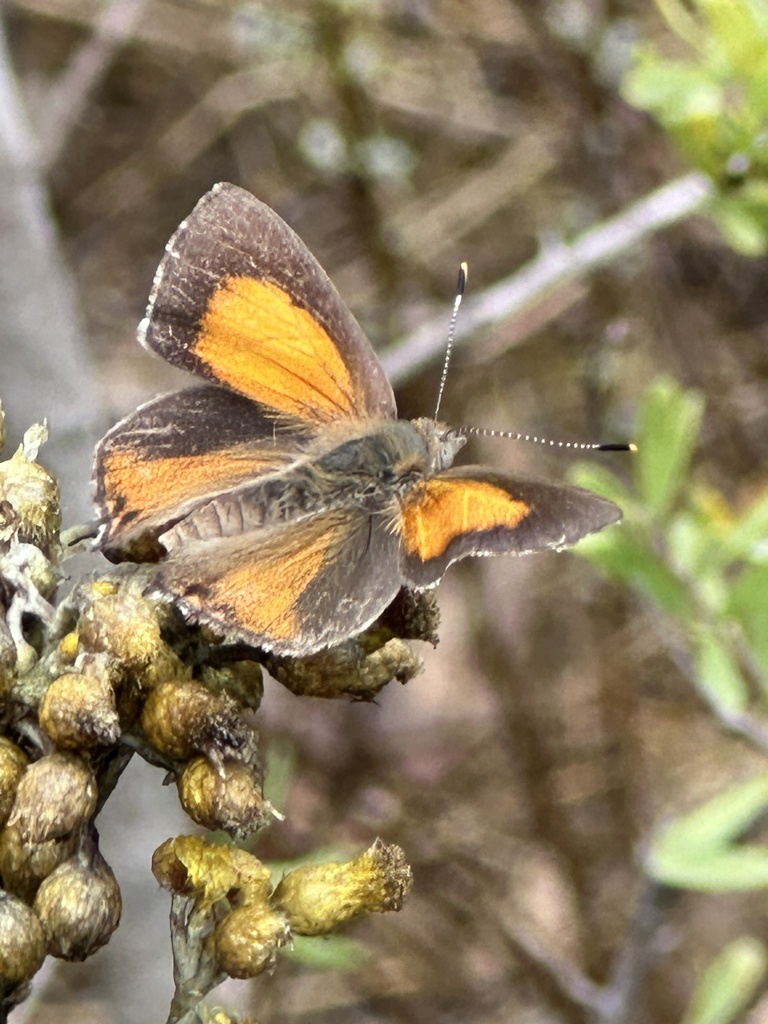 Eltham copper butterfly from Castlemaine Botanical Gardens, Castlemaine