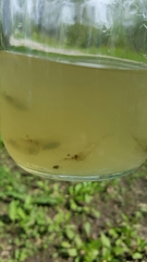 Palaemon kadiakensis