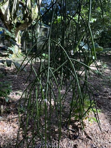 Foto de Cacto-macarrão