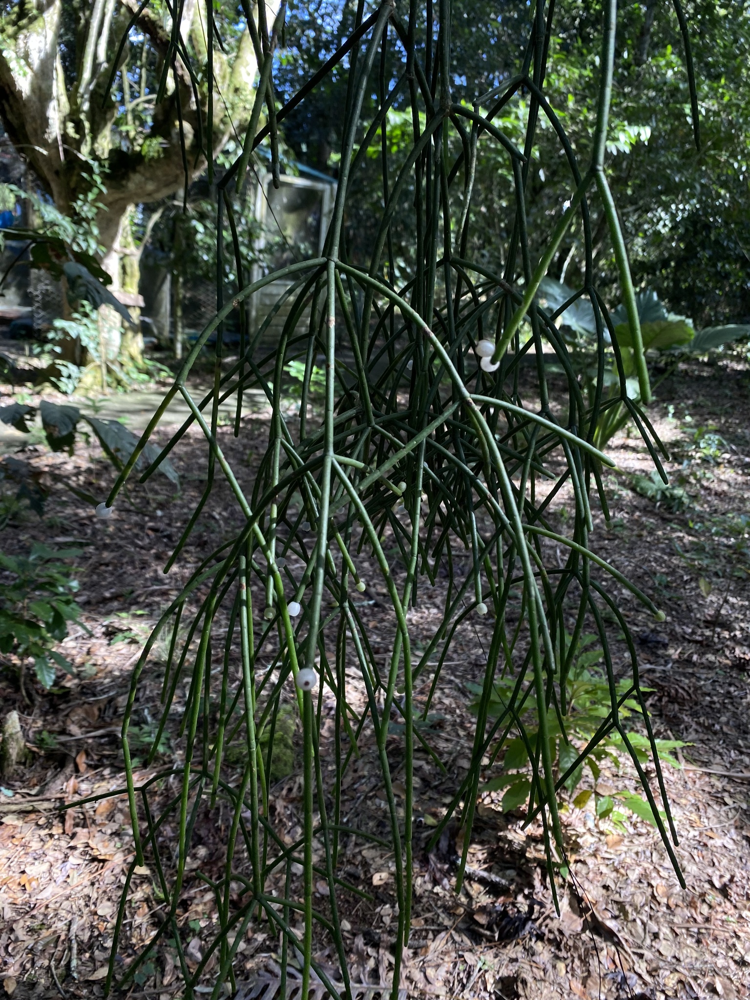 Imagem de Cacto-macarrão