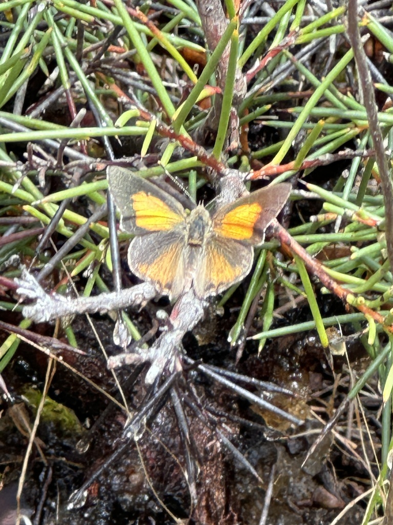 Eltham copper butterfly from Castlemaine Botanical Gardens, Castlemaine