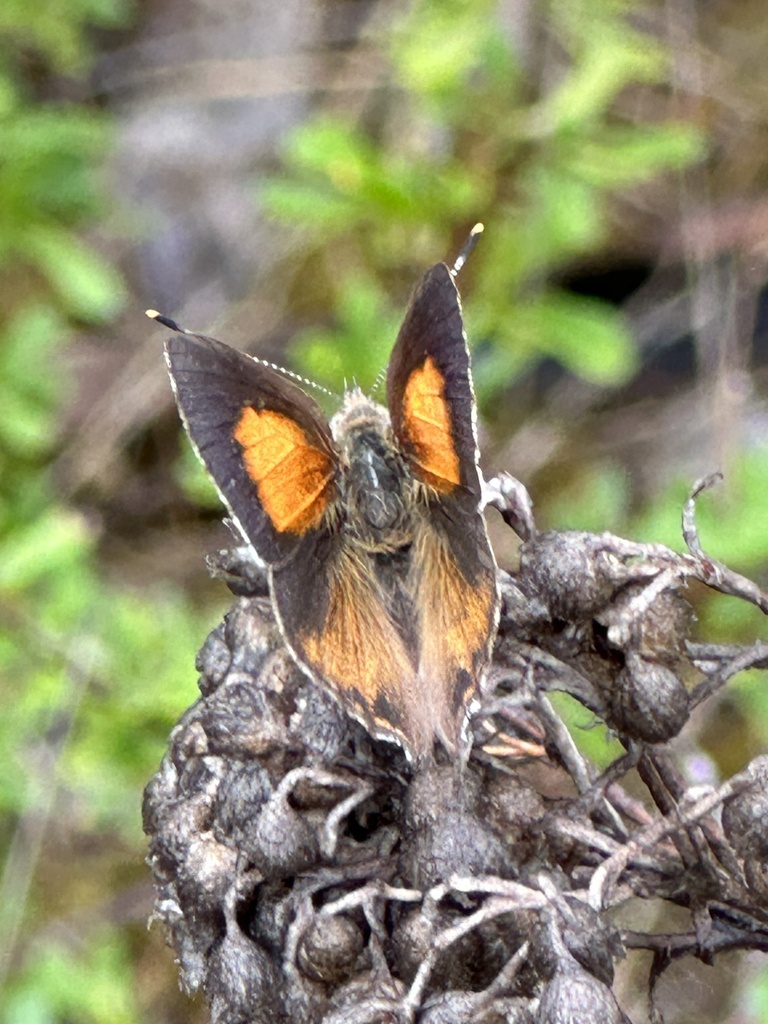 Eltham copper butterfly from Castlemaine Botanical Gardens, Castlemaine