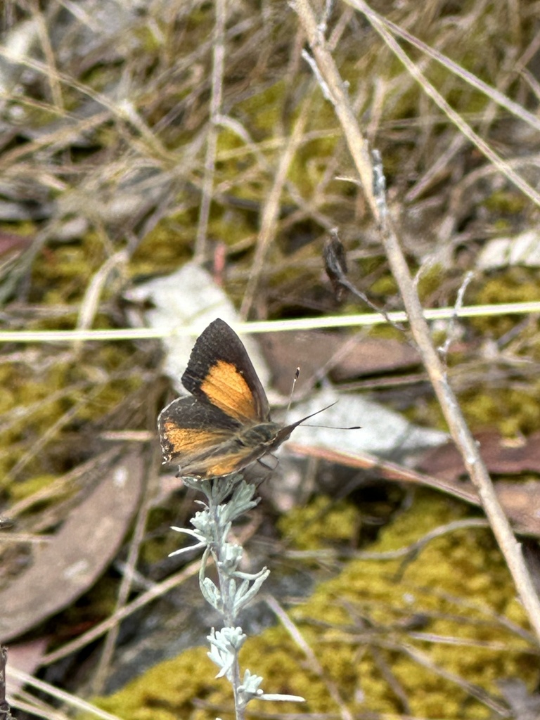 Eltham copper butterfly from Castlemaine Botanical Gardens, Castlemaine