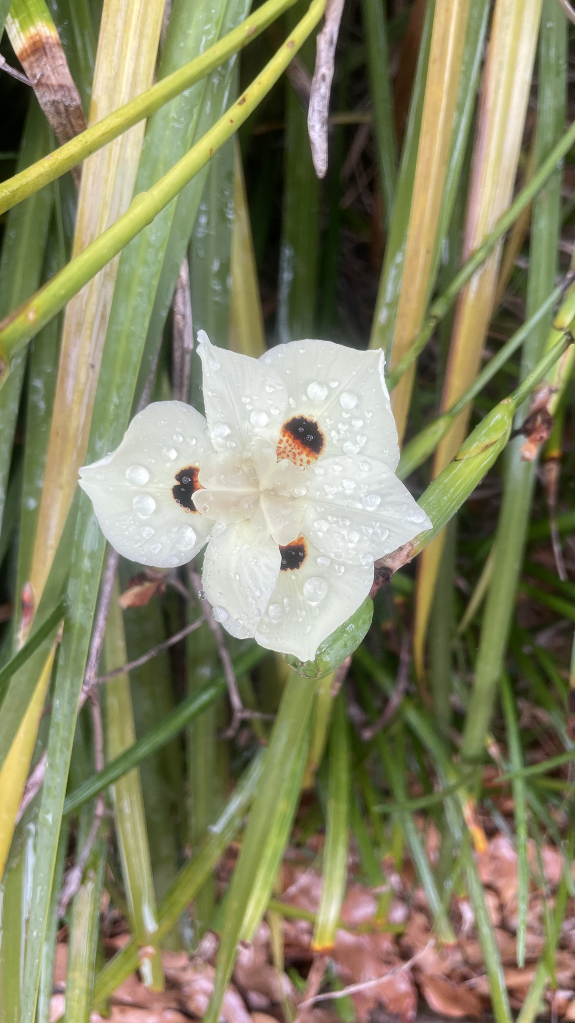 Imagem de Iris-amarelo