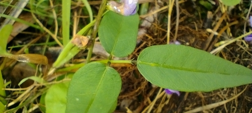 Image of Glycine tabacina by no rights reserved