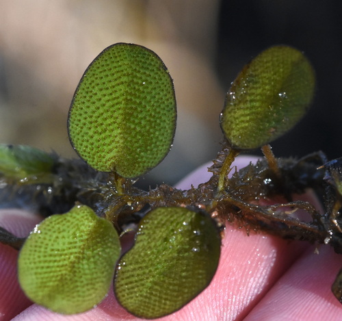 Foto de Salvinia