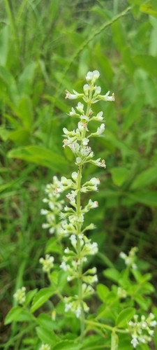 Ocimum lamiifolium