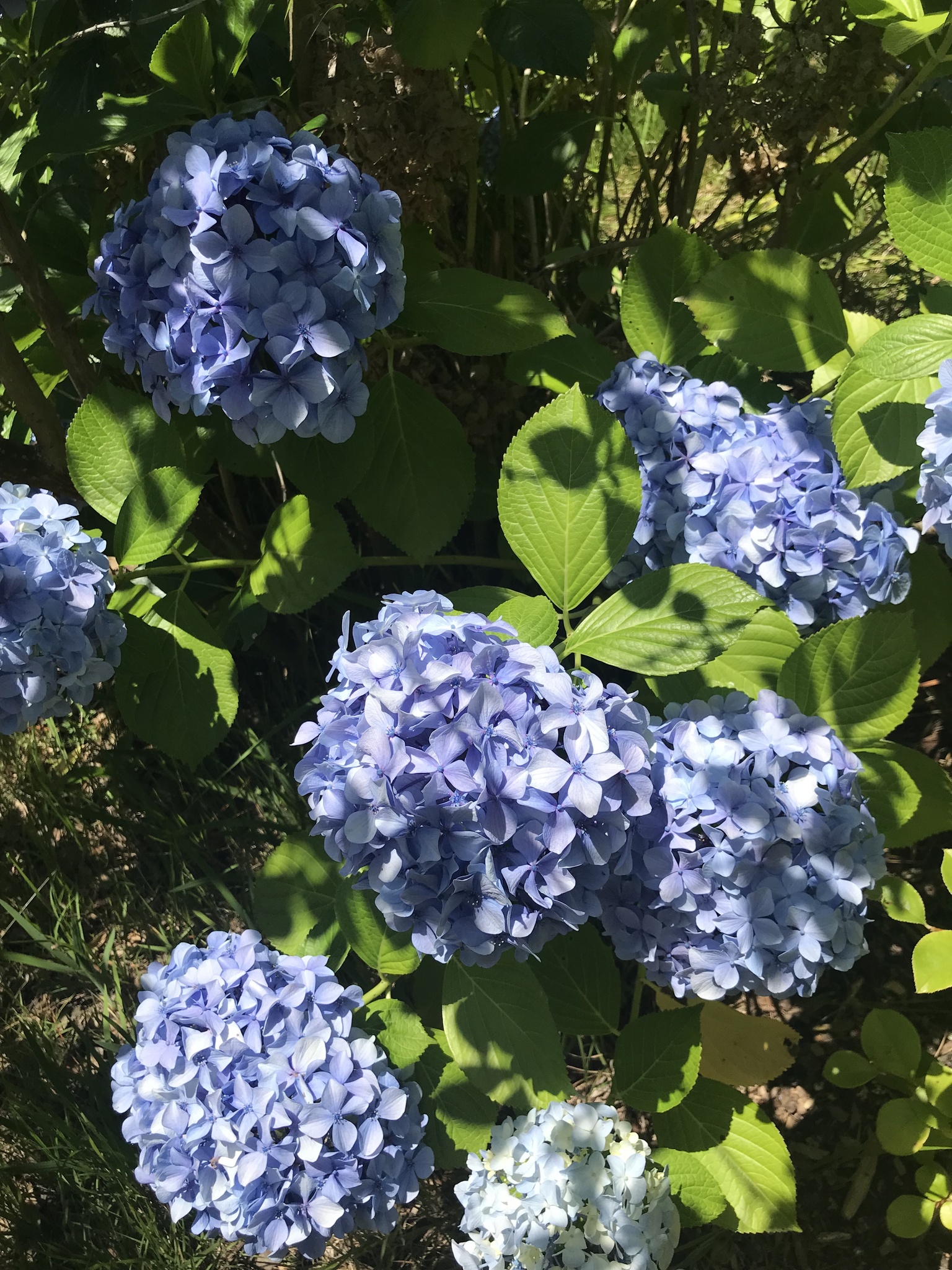 Imagem de Hortênsia
