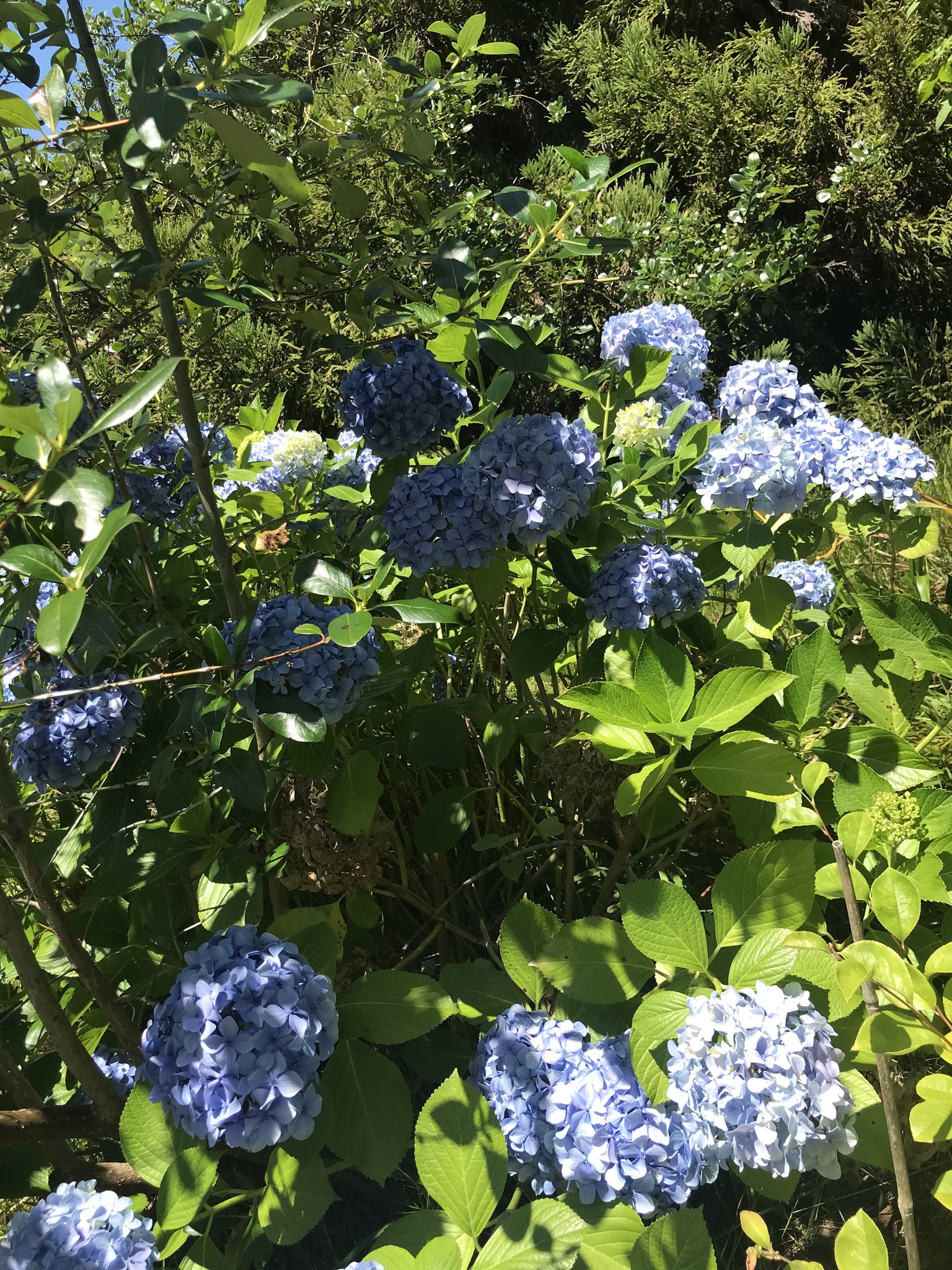 Imagem de Hortênsia