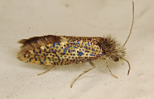 Chinquapin Leafminer Moth photo 3