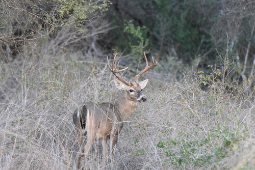 White-tailed Deer photographed in Texas