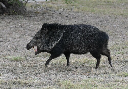 Collared Peccary photographed in Delaware
