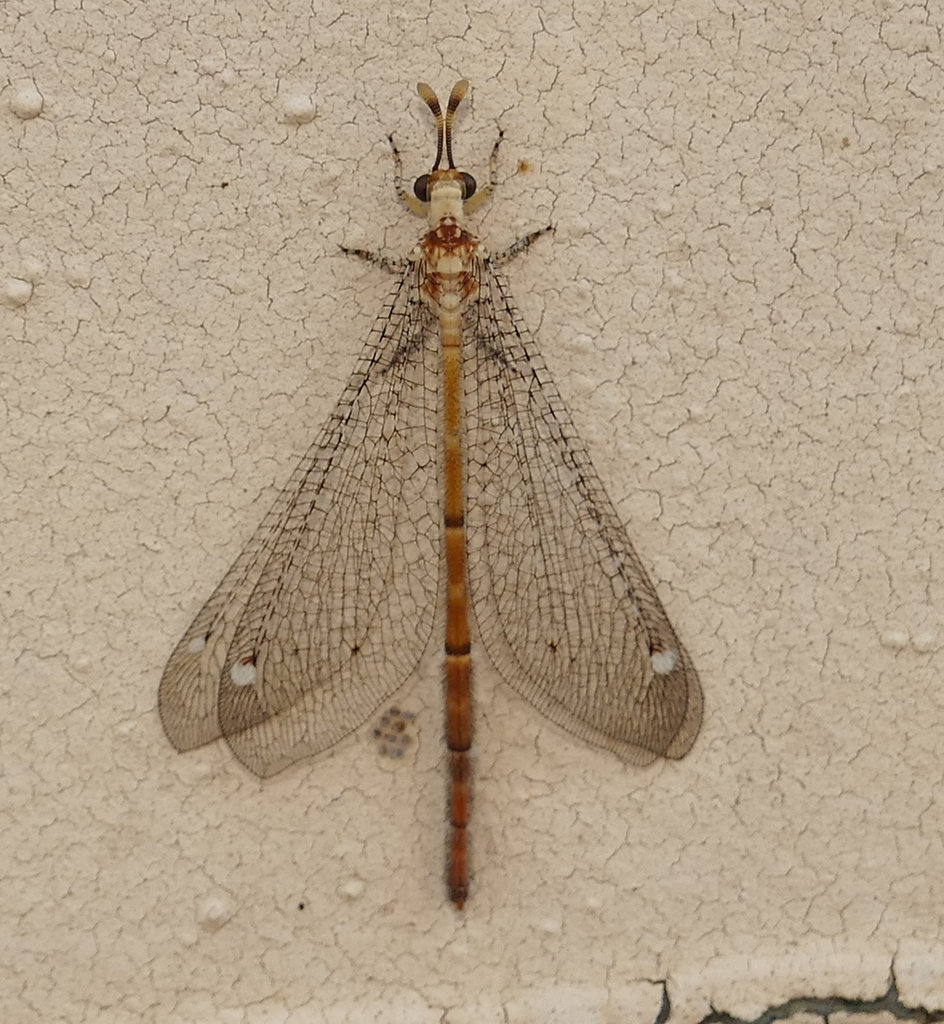 Clathroneuria arapahoe