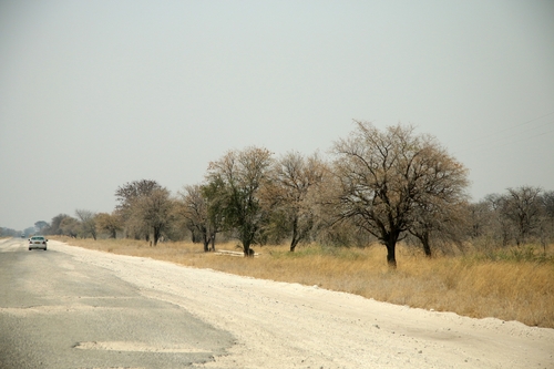Mopane