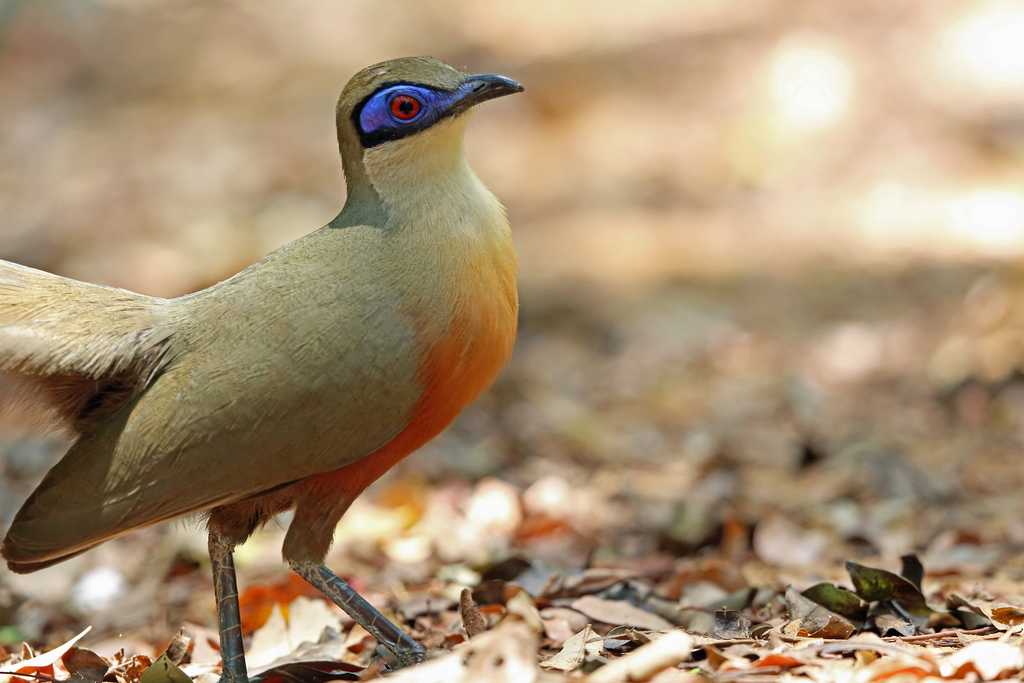 Coquerel's Coua (Coua coquereli) photo
