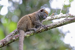 Gray Bamboo Lemur photo 2