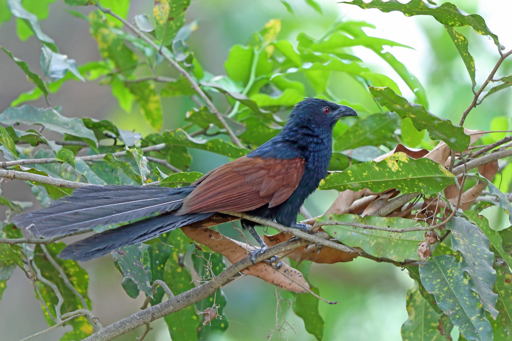 Malagasy Coucal (Centropus toulou)