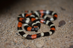 Desert Coral Snake photo 3