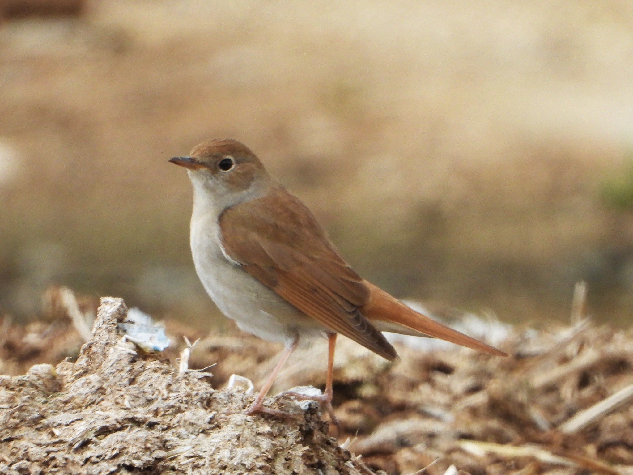 Common Nightingale (Luscinia megarhynchos)