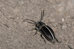 Cribridorcadion
