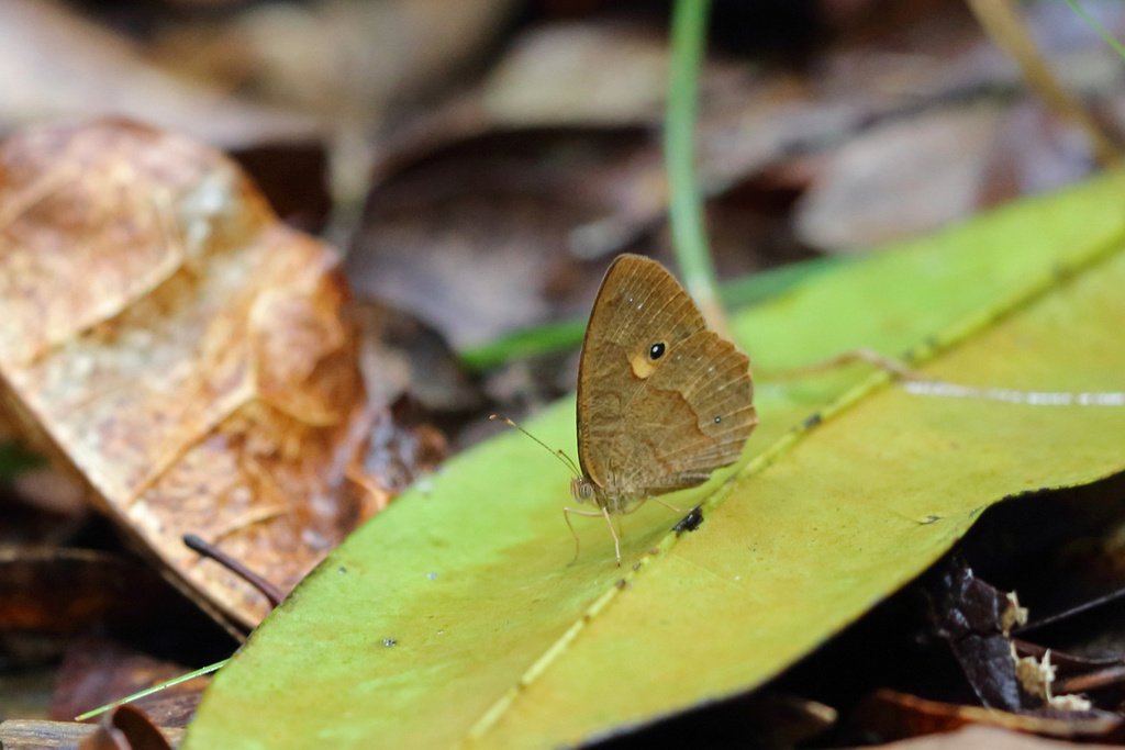 Heteropsis andasibe