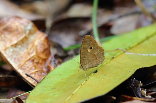 Heteropsis andasibe