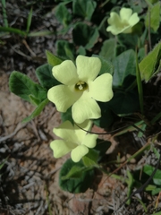 Thunbergia capensis
