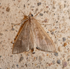 Mecyna asinalis