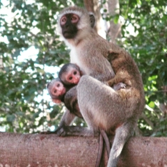 Chlorocebus pygerythrus hilgerti